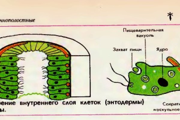 Прямая ссылка на кракен