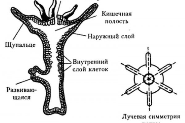 Кракен сайт kraken dark link